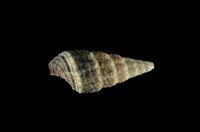 藏品(燒酒海蜷)的圖片